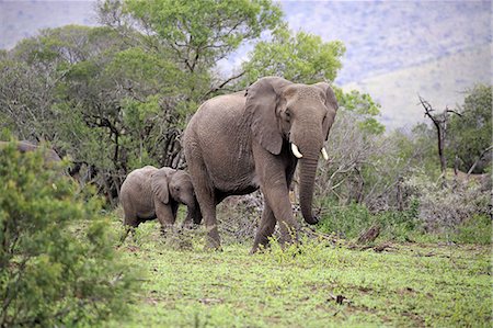 African Elephant, (Loxodonta africana), female with young, Hluhluwe Umfolozi Nationalpark, Hluhluwe iMfolozi Nationalpark, KwaZulu Natal, South Africa, Africa Photographie de stock - Rights-Managed, Code: 859-09060140