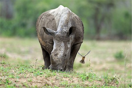 rhino south africa - White Rhinoceros, Square-Lipped Rhinoceros, (Ceratotherium simum), adult feeding, with Red-billed oxpecker, (Buphagus erythrorhynchus), Hluhluwe Umfolozi Nationalpark, Hluhluwe iMfolozi Nationalpark, KwaZulu Natal, South Africa, Africa Stock Photo - Rights-Managed, Code: 859-09060141