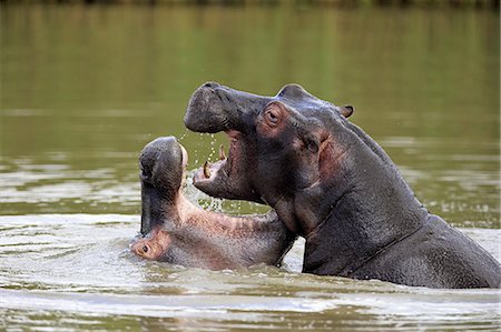 Hippopotamus, (Hippopatamus amphibius), two adults in water fighting, Saint Lucia Estuary, Isimangaliso Wetland Park, Kwazulu Natal, South Africa, Africa Stock Photo - Rights-Managed, Code: 859-09060156