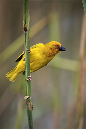 simsearch:859-09060275,k - Yellow Weaver, (Ploceus subaureus), adult male on branch, Saint Lucia Estuary, Isimangaliso Wetland Park, Kwazulu Natal, South Africa, Africa Stock Photo - Rights-Managed, Code: 859-09060158