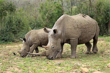 rhino south africa - White Rhinoceros, Square-Lipped Rhinoceros, (Ceratotherium simum), adults female with young feeding, searching for food, Hluhluwe Umfolozi Nationalpark, Hluhluwe iMfolozi Nationalpark, KwaZulu Natal, South Africa, Africa Stock Photo - Rights-Managed, Code: 859-09060152