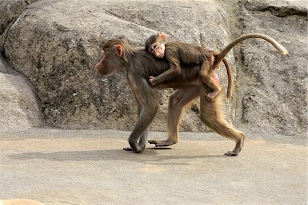 simsearch:859-09060225,k - Baboon Hamadryas, (Papio hamadryas), adult female with young, Africa Stock Photo - Rights-Managed, Code: 859-09060169