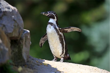 spreading wings - Humboldt Penguin, (Spheniscus humboldti), adult on shore alert, South America Stock Photo - Rights-Managed, Code: 859-09060160