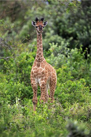 Cape Giraffe, (Giraffa camelopardalis giraffa), young alert, Saint Lucia Estuary, Isimangaliso Wetland Park, Kwazulu Natal, South Africa, Africa Stock Photo - Rights-Managed, Code: 859-09060162