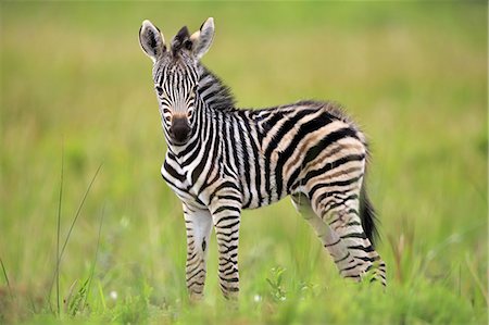 Plains Zebra, Burchell, (Equus quagga burchelli), young, Hluhluwe Umfolozi Nationalpark, Hluhluwe iMfolozi Nationalpark, KwaZulu Natal, South Africa, Africa Foto de stock - Con derechos protegidos, Código: 859-09060176