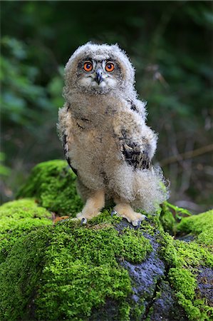 european eagle owl - Eagle Owl, (Bubo bubo), young on rock, Pelm, Kasselburg, Eifel, Germany, Europe Foto de stock - Con derechos protegidos, Código: 859-09060187