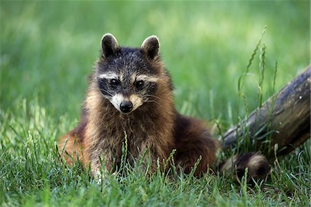 Raccoon, North American Raccoon, Common raccoon, (Procyon lotor), adult alert, Germany, Europe Photographie de stock - Rights-Managed, Code: 859-09060188