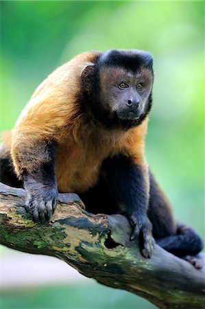 simsearch:859-09060227,k - Brown Capuchin, tufted capuchin, black-capped capuchin, (Cebus apella), adult alert, South America Photographie de stock - Rights-Managed, Code: 859-09060194