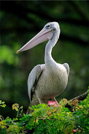 simsearch:859-09060274,k - Grey Pelikan, (Pelecanus philippensis), adult on tree, Singapore, Singapore, Asia Stock Photo - Rights-Managed, Code: 859-09060199