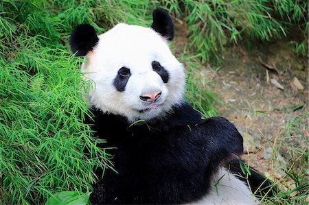 pandas nobody - Giant Panda, (Ailuropoda melanoleuca), adult portrait feeding, Singapore, Singapore, Asia Stock Photo - Rights-Managed, Code: 859-09060200