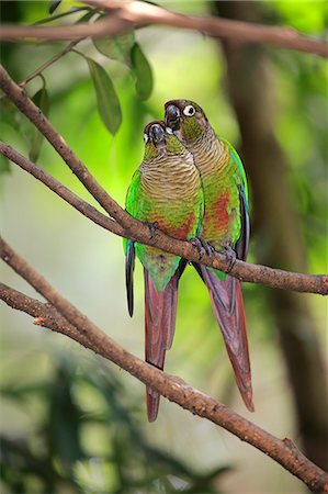 Green Cheeked Parakeet, (Pyrrhura molinae molinae), adult couple on branch, social behaviour, South America Stock Photo - Rights-Managed, Code: 859-09060203