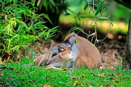 simsearch:859-09060225,k - Patas Monkey, Red Monkey, (Erythrocebus patas patas), family, Africa Stock Photo - Rights-Managed, Code: 859-09060214