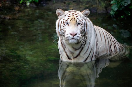 Indian Tiger White Form, White tiger, Bengal tiger, (Panthera tigris tigris), adult in water, India, Asia Stockbilder - Lizenzpflichtiges, Bildnummer: 859-09060216