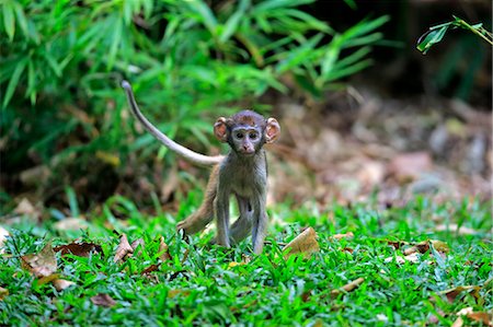 simsearch:859-09060225,k - Patas Monkey, Red Monkey, (Erythrocebus patas patas), young, Africa Stock Photo - Rights-Managed, Code: 859-09060212