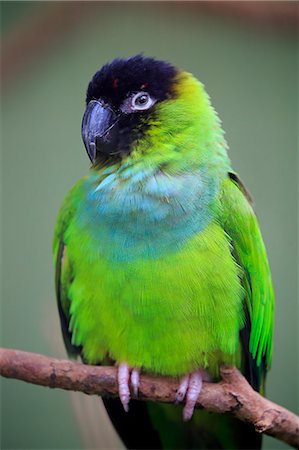 Black Hooded Conure, (Nandayus nenday), adult on branch, South America Stock Photo - Rights-Managed, Code: 859-09060226