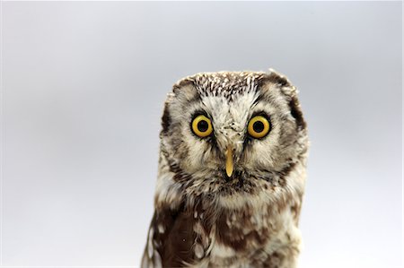 Boreal Owl, (Aegolius funereus), adult in snow portrait, in winter alert, Zdarske Vrchy, Bohemian-Moravian Highlands, Czech Republic Photographie de stock - Rights-Managed, Code: 859-09060229