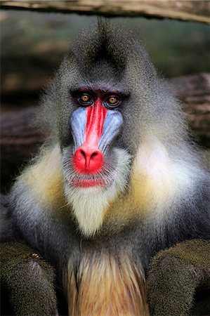 simsearch:859-09060225,k - Mandrill, (Mandrillus sphinx), adult male portrait, Africa Stock Photo - Rights-Managed, Code: 859-09060223