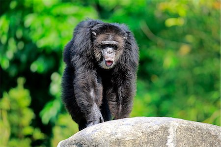 simsearch:859-09060225,k - Chimpanzee, (Pan troglodytes troglodytes), adult male display behaviour, Africa Stock Photo - Rights-Managed, Code: 859-09060235