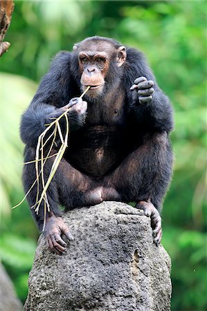 simsearch:859-09060225,k - Chimpanzee, (Pan troglodytes troglodytes), adult male using tool, Africa Stock Photo - Rights-Managed, Code: 859-09060236