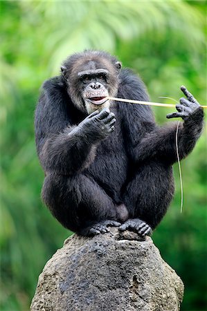 simsearch:859-09060225,k - Chimpanzee, (Pan troglodytes troglodytes), adult male using tool, feeding, Africa Stock Photo - Rights-Managed, Code: 859-09060237