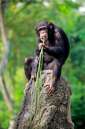 simsearch:859-09060225,k - Chimpanzee, (Pan troglodytes troglodytes), adult female using tool, feeding, Africa Stock Photo - Rights-Managed, Code: 859-09060239