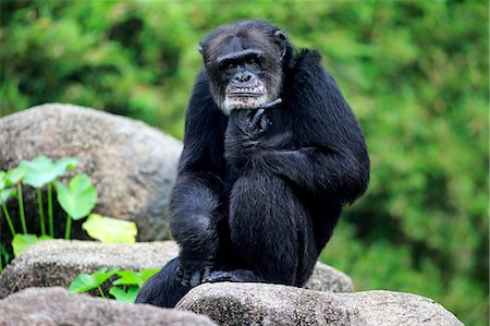 simsearch:859-09060225,k - Chimpanzee, (Pan troglodytes troglodytes), adult male relaxed, Africa Stock Photo - Rights-Managed, Code: 859-09060233