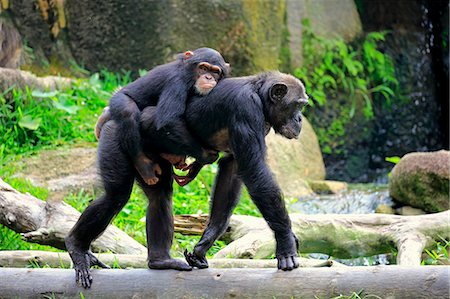 simsearch:859-09060225,k - Chimpanzee, (Pan troglodytes troglodytes), adult with young on mothers back, Africa Stock Photo - Rights-Managed, Code: 859-09060245