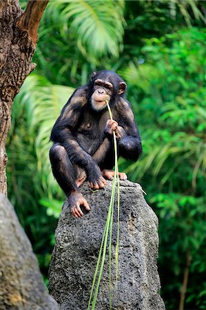 simsearch:859-09060225,k - Chimpanzee, (Pan troglodytes troglodytes), adult female using tool, feeding, Africa Stock Photo - Rights-Managed, Code: 859-09060241
