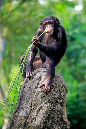 simsearch:859-09060225,k - Chimpanzee, (Pan troglodytes troglodytes), adult female using tool, feeding, Africa Stock Photo - Rights-Managed, Code: 859-09060242