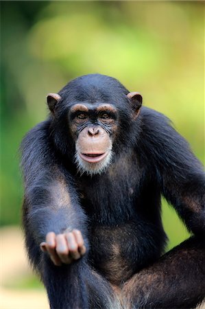 simsearch:859-09060225,k - Chimpanzee, (Pan troglodytes troglodytes), subadult begging portrait, Africa Stock Photo - Rights-Managed, Code: 859-09060243