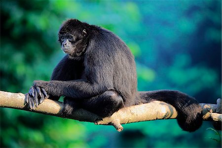 simsearch:859-09060203,k - Black Spider Monkey, (Ateles paniscus), adult on tree relaxed, South America Foto de stock - Con derechos protegidos, Código: 859-09060254