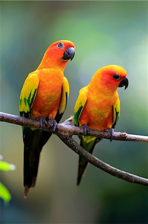 Sun Conure, (Aratinga solstitialis), adult couple on branch, South America Foto de stock - Con derechos protegidos, Código: 859-09060255