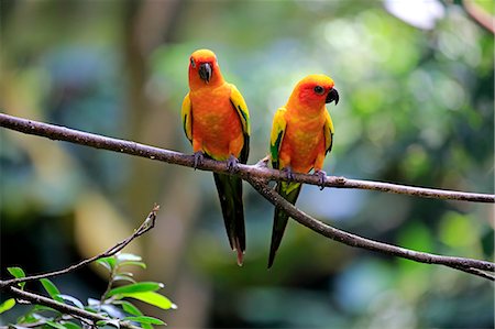 simsearch:859-09060275,k - Sun Conure, (Aratinga solstitialis), adult couple on branch, South America Stock Photo - Rights-Managed, Code: 859-09060256