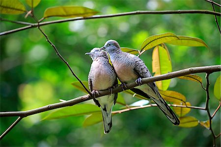 Zebra Dove, barred ground dove, (Geopelia striata), adult couple on branch, social behaviour, Singapore, Singapore, Southeast Asia, Asia Stock Photo - Rights-Managed, Code: 859-09060257