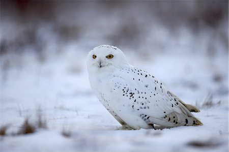 simsearch:859-09060228,k - Snowy Owl, (Nyctea scandiaca), adult in snow resting, in winter, Zdarske Vrchy, Bohemian-Moravian Highlands, Czech Republic Photographie de stock - Rights-Managed, Code: 859-09060251