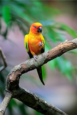 papagaio (pássaro) - Sun Conure, (Aratinga solstitialis), adult on branch feeding, South America Foto de stock - Direito Controlado, Número: 859-09060253