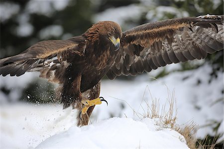 simsearch:859-09060248,k - Golden Eagle, (Aquila chrysaetos), adult in snow starts flying, in winter, Zdarske Vrchy, Bohemian-Moravian Highlands, Czech Republic Stock Photo - Rights-Managed, Code: 859-09060264