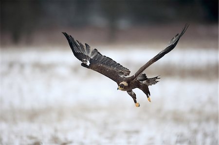 simsearch:859-09060275,k - Steppe Eagle, (Aquila nipalensis), adult in snow, in winter, flying, Zdarske Vrchy, Bohemian-Moravian Highlands, Czech Republic Stock Photo - Rights-Managed, Code: 859-09060266