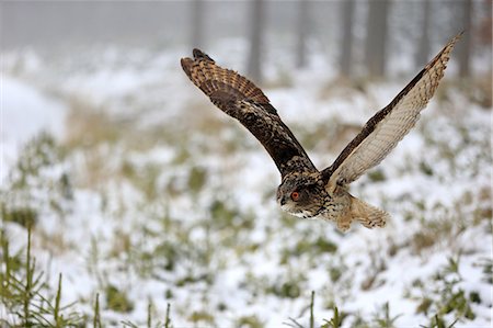 Eagle Owl, (Bubo bubo), adult flying in winter, in snow, Zdarske Vrchy, Bohemian-Moravian Highlands, Czech Republic Photographie de stock - Rights-Managed, Code: 859-09060268