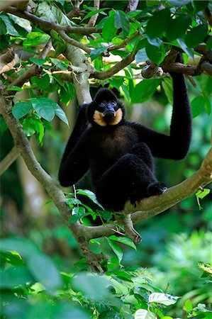 simsearch:859-09060225,k - Yellow Cheeked Gibbon, golden-cheeked gibbon, yellow-cheeked crested gibbon, golden-cheeked crested gibbon, red-cheeked gibbon, (Nomascus gabriellae), adult male sitting in tree, Asia Stock Photo - Rights-Managed, Code: 859-09060269