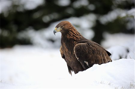 Golden Eagle, (Aquila chrysaetos), adult in snow, in winter, on ground, Zdarske Vrchy, Bohemian-Moravian Highlands, Czech Republic Foto de stock - Con derechos protegidos, Código: 859-09060260