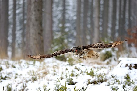 simsearch:859-09060270,k - Eagle Owl, (Bubo bubo), adult flying in winter, in snow, Zdarske Vrchy, Bohemian-Moravian Highlands, Czech Republic Foto de stock - Con derechos protegidos, Código: 859-09060271