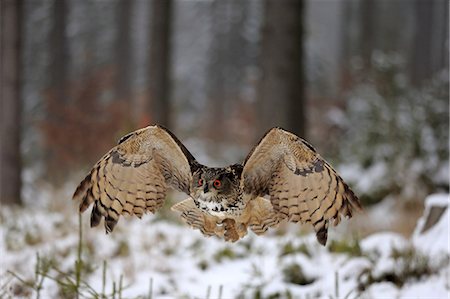 simsearch:859-09060264,k - Eagle Owl, (Bubo bubo), adult flying in winter, in snow, Zdarske Vrchy, Bohemian-Moravian Highlands, Czech Republic Photographie de stock - Rights-Managed, Code: 859-09060272