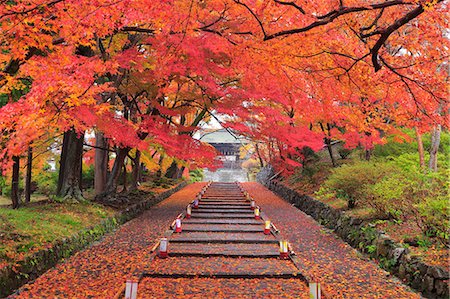 defoliated - Kyoto, Japan Stock Photo - Rights-Managed, Code: 859-09104553