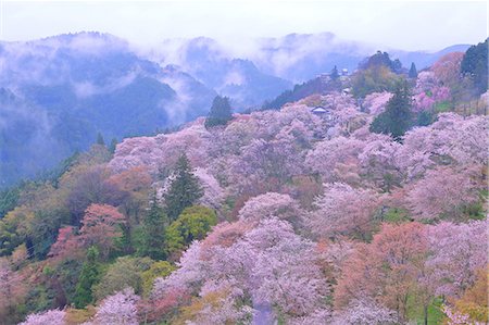 prunus serrulata - Nara Prefecture, Japan Stockbilder - Lizenzpflichtiges, Bildnummer: 859-09104562