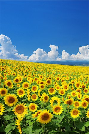 sun flowers sky - Hokkaido, Japan Stock Photo - Rights-Managed, Code: 859-09104656