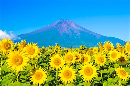 Beautiful view of Mount Fuji Stock Photo - Rights-Managed, Code: 859-09104705