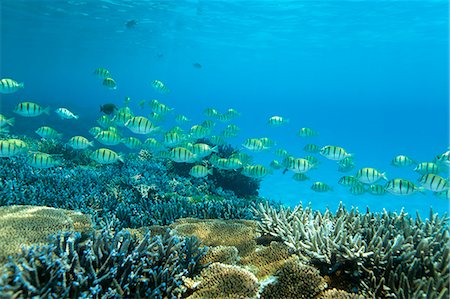 pez tropical - Okinawa, Japan Foto de stock - Con derechos protegidos, Código: 859-09104725