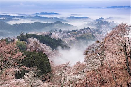 sakura-baum - Nara Prefecture, Japan Stockbilder - Lizenzpflichtiges, Bildnummer: 859-09104836