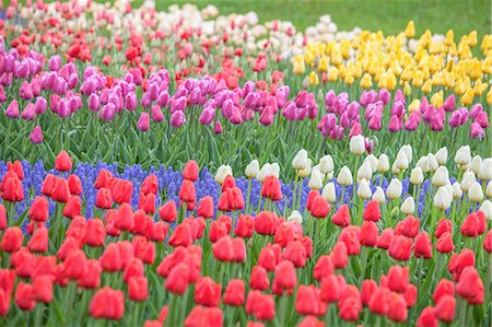 park of tulips - Tulip field Stock Photo - Rights-Managed, Code: 859-09104844